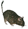 Degu Image