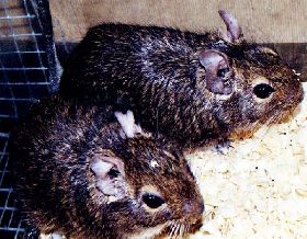 Fire Escape's Degu Image Collection